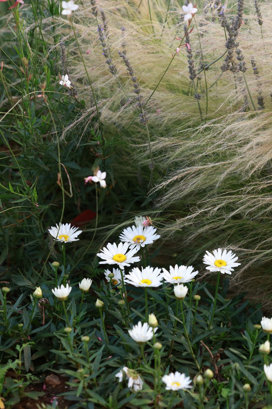 Daisies in tall grass